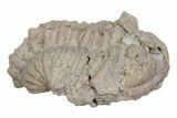 Bargain, Fossil Chasmops Trilobite - Russia #363122-1